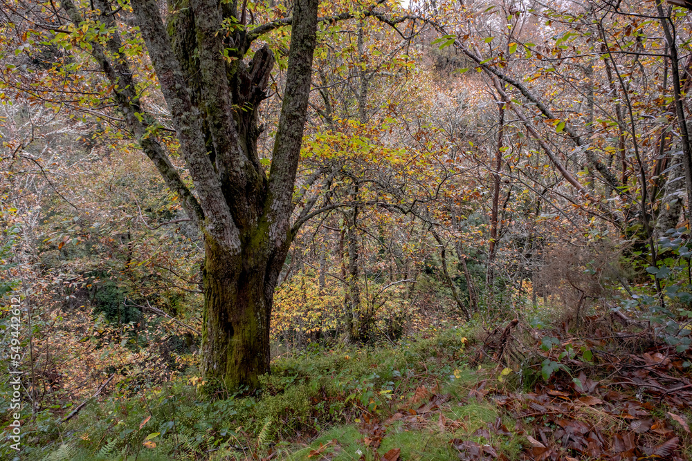 Autumnal colours in a chestnut grove