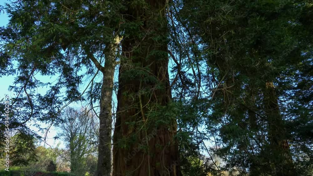 a view upwards from the base of a giant redwood sequoia tree (Sequoiadendron giganteum) a view upwards from the base of a giant redwood sequoia tree (Sequoiadendron giganteum)
