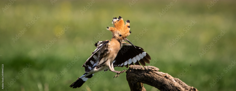 Eurasian hoopoe (Upupa epops) landing on a branch in a meadow Eurasian hoopoe (Upupa epops) landing on a branch in a meadow