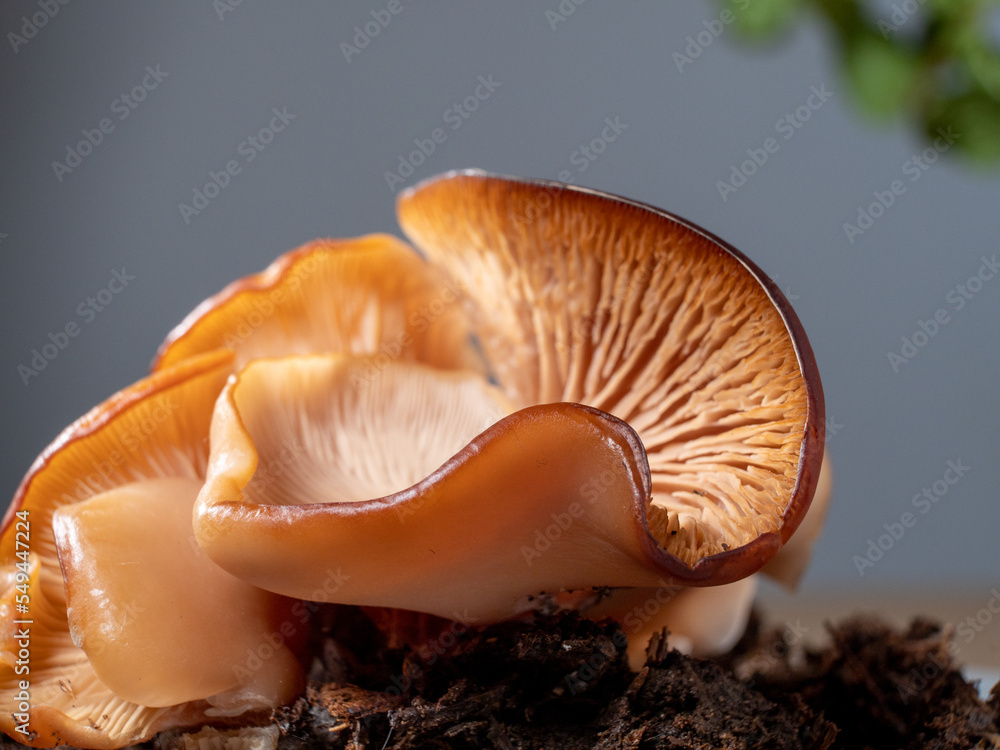 Beautiful mushrooms close up. Mushroom structure. Macro view. Fresh mushroom. Beautiful mushrooms close up. Mushroom structure. Macro view. Fresh mushroom.