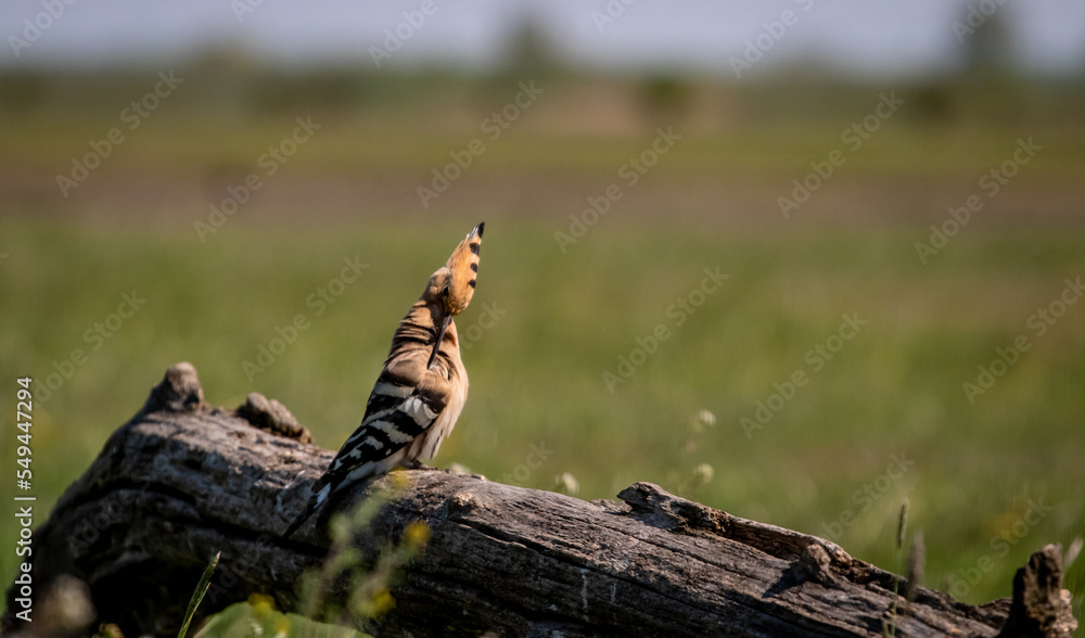 Eurasian hoopoe (Upupa epops) preening on a branch in a meadow Eurasian hoopoe (Upupa epops) preening on a branch in a meadow