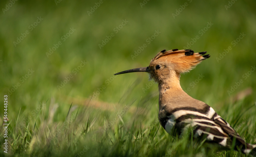 Eurasian hoopoe (Upupa epops) looking for food on the ground in a meadow Eurasian hoopoe (Upupa epops) looking for food on the ground in a meadow