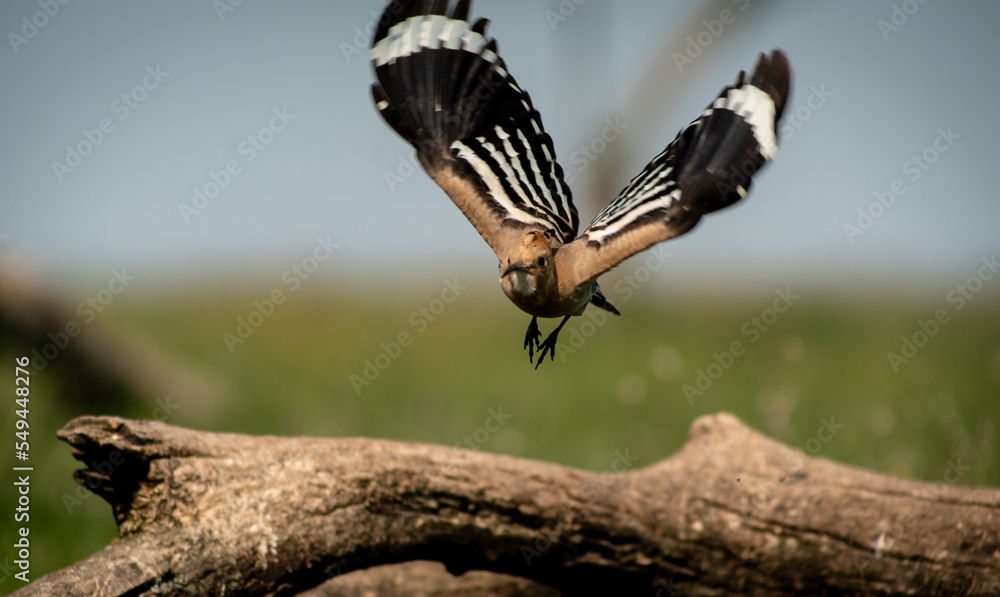 Eurasian hoopoe (Upupa epops) flying off a branch in a meadow, front view