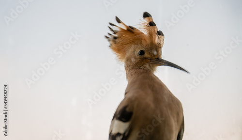 Fototapeta Naklejka Na Ścianę i Meble -  Eurasian hoopoe (Upupa epops) close-up