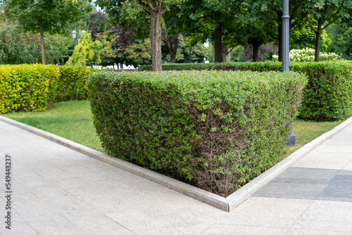 Pedestrian sidewalk in park area with leafy thuja bushes and green lawn. Beautiful summer hedge green bush in city parkland.