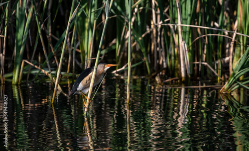 Little bittern (Ixobrychus minutus) male fishing in the reeds