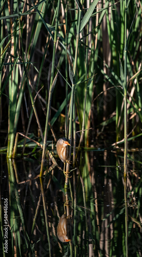 Little bittern (Ixobrychus minutus) male hiding in the reeds