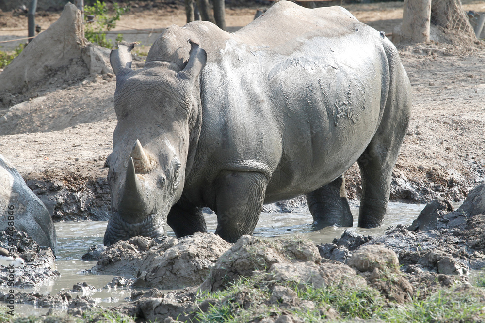The white rhino is mammal and wildlife in garden The white rhino is mammal and wildlife in garden
