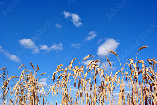 Yellow dry ripe corn spikes in field close up detail, bright blue cloudy sky background