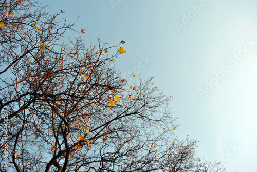Linden tree branches with few yellow leaves on blue sky background, top view