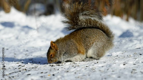 Closeup of a squirrel looking for food in the snow