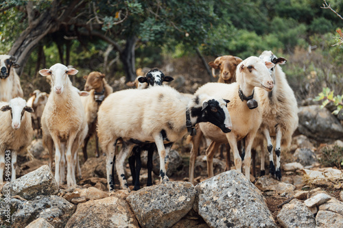 Herd of domestic sheep and goats on a mountain pasture. Greek island of Crete photo