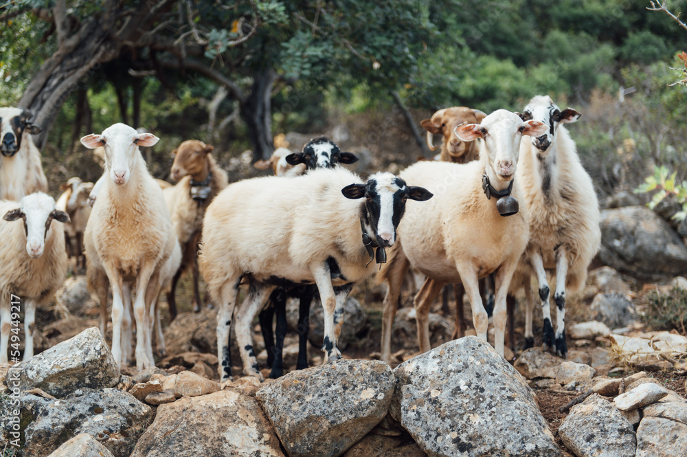 Obraz premium Herd of domestic sheep and goats on a mountain pasture. Greek island of Crete