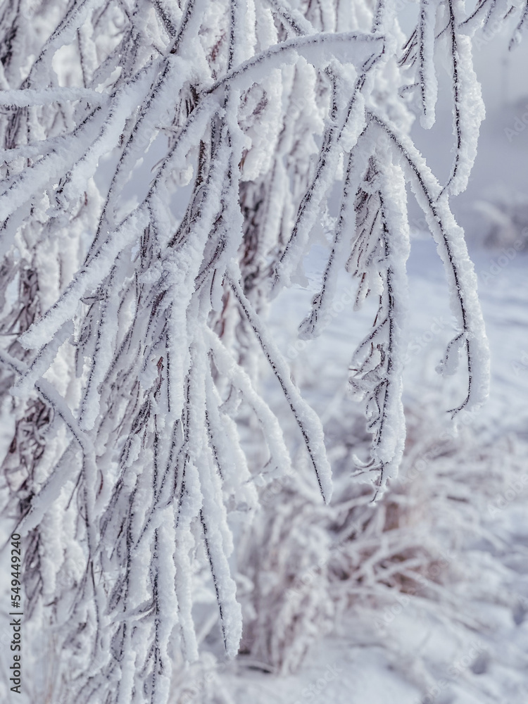 frost on branches frost on branches