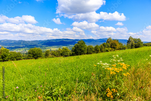 Fototapeta Naklejka Na Ścianę i Meble -  Green meadow with flowers in Beskidy Mountains on sunny summer day near Zywiec, Poland