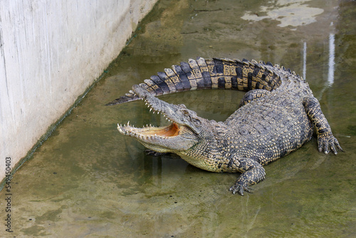 Close up crocodile is action show head in garden