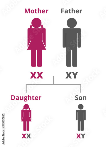 Vector infographic of the X and Y sex chromosomes, which determine the biological sex. Mother passes some of her X chromosomes to her kids. If father passes X, he has a daughter,  if Y he has a son. 