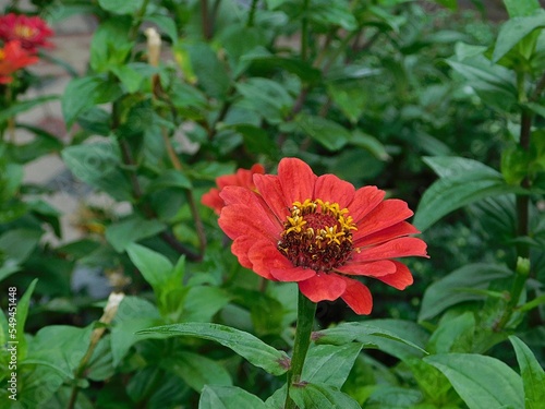 Colorful zinnia flower in autumn  in Northern Greece