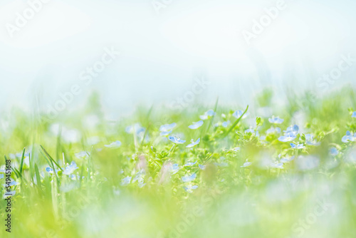 春の草原に咲く小さな花たち