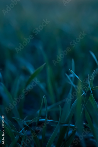 closeup of grass in the moonlight