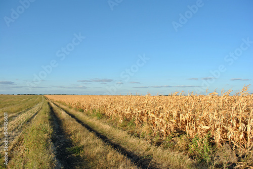 Landscape with road, maize harvest in the field, blue cloudy sky background