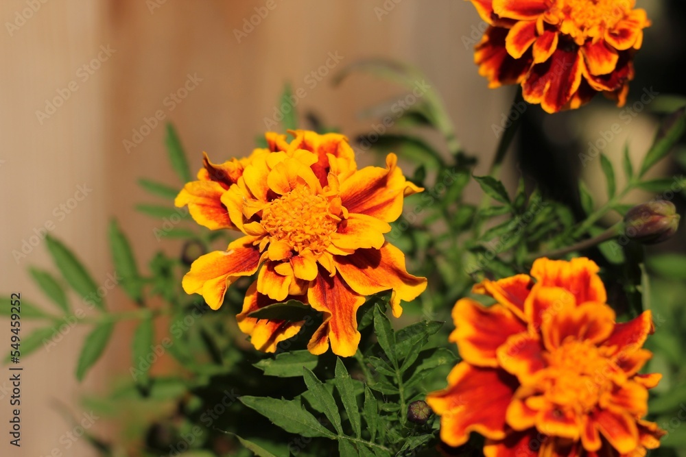 orange flower in the garden orange flower in the garden