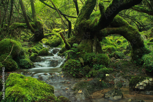 Enchanted forest of asturias with crooked trees and river  