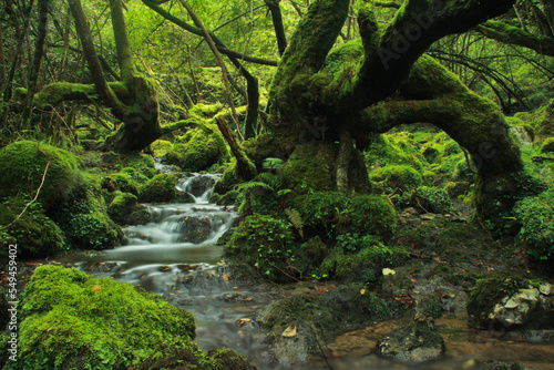 Vászonkép Enchanted forest of asturias with crooked trees and river