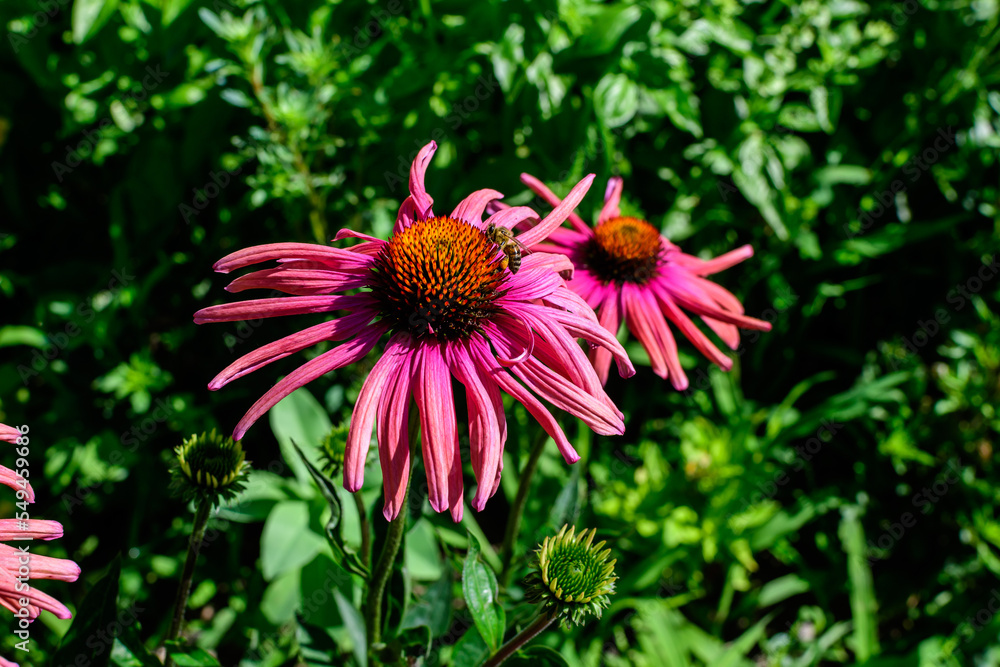 Two delicate pink echinacea flowers in soft focus in an organic herbs garden in a sunny summer day. Two delicate pink echinacea flowers in soft focus in an organic herbs garden in a sunny summer day.