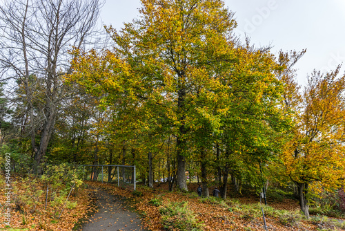 Northwest Park Autumn Trees