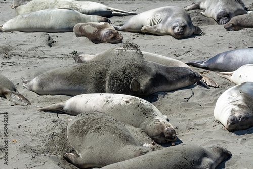 California Elephant Seals