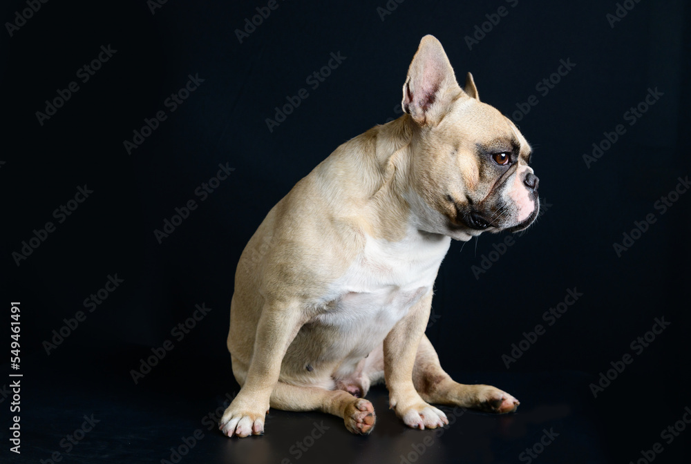 French Bulldog is sitting on black background French Bulldog is sitting on black background