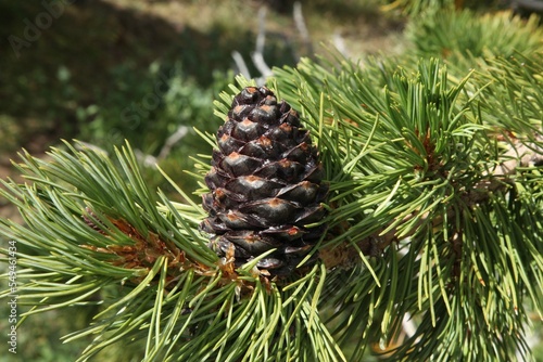 Whitebark Pine (Pinus albicaulis) cone in Beartooth Mountains, Wyoming