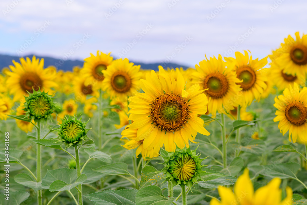 Obraz premium Beautiful sunflower flower blooming in sunflowers