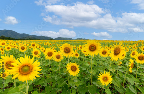 Beautiful sunflower flower blooming in sunflowers field with white cloudy and blue sky.