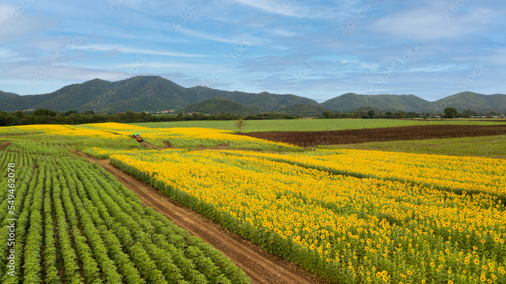 Aerial beautiful sunflower field. Popular tourist attractions of Lopburi province.