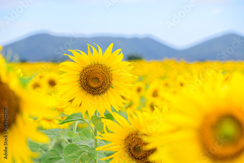 Beautiful sunflower flower blooming in sunflowers field. Lopburi province.