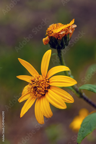 Blossoming Jerusalem artichoke flower is yellow and withered on a green-brown background.