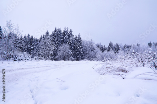 The forest is covered with snow. Frost and snowfall in the park. Winter snowy frosty landscape. © alexkich