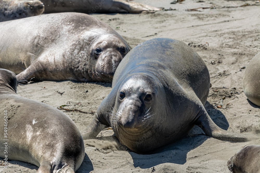 Fototapeta premium California Elephant Seals