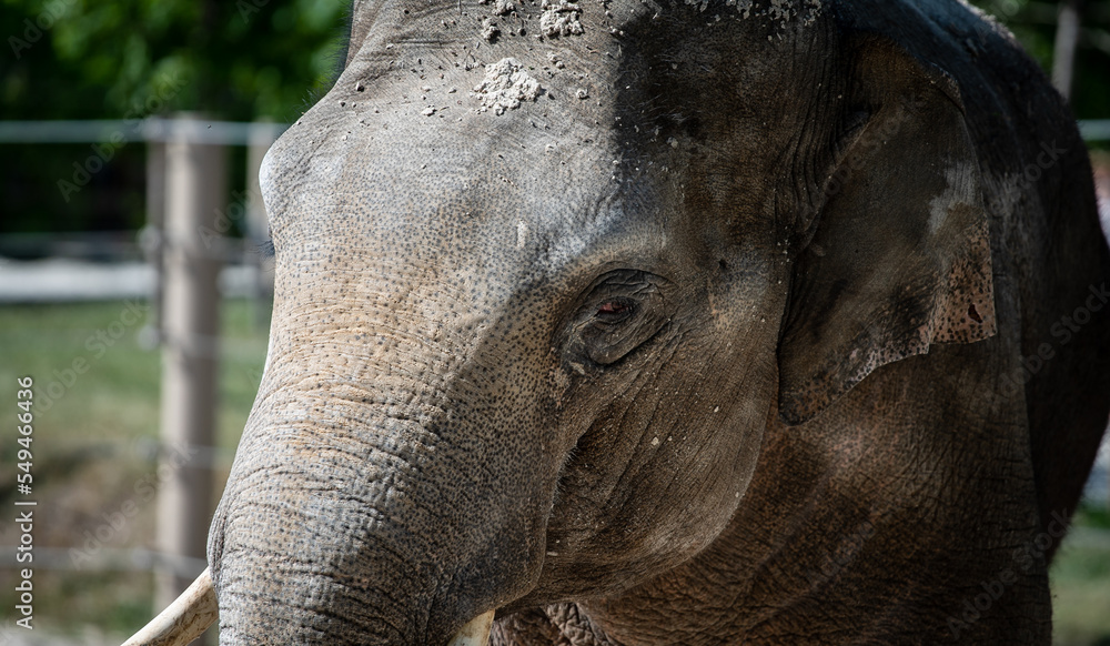 Fototapeta premium Young Asian elephant (Elephas maximus) male in captivity, close-up