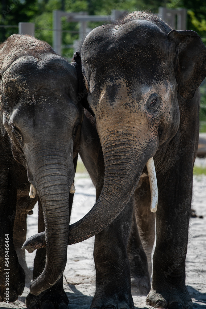 Naklejka premium Asian elephants (Elephas maximus) interacting, touching trunks in captivity