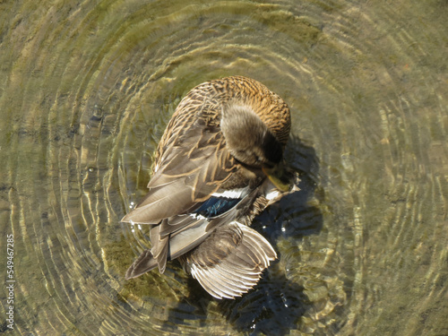 mallard wild duck scient. name Anas platyrhynchos bird animal photo