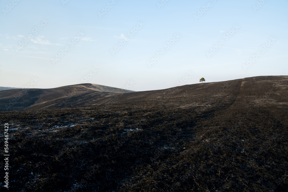 burning empty grassy field at early spring