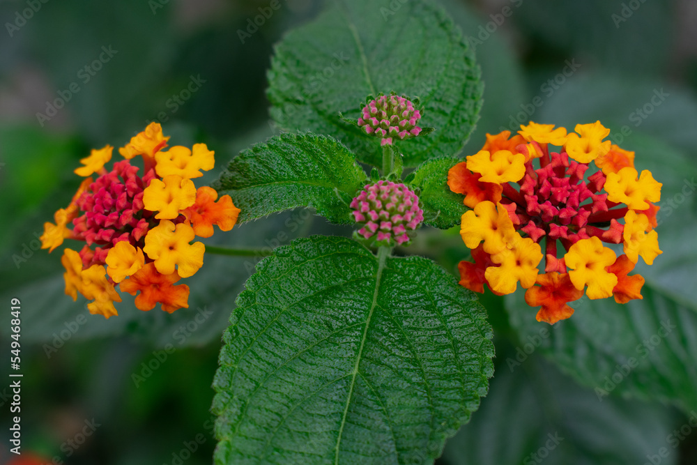 orange flowers in the garden orange flowers in the garden