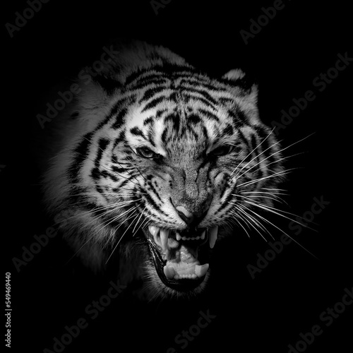 Black and white wild tiger portrait