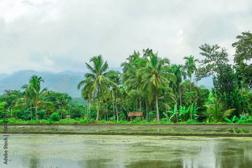 Landscape of paddy field with palm trees against the cloudy sky Landscape of paddy field with palm trees against the cloudy sky