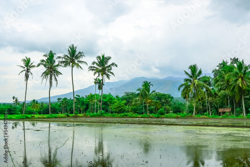 Landscape of paddy field with palm trees against the cloudy sky