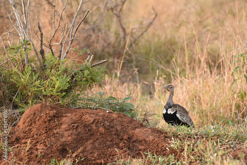 Red-crested Korhaan (Lophotis ruficrista) foraging on the savannah photo