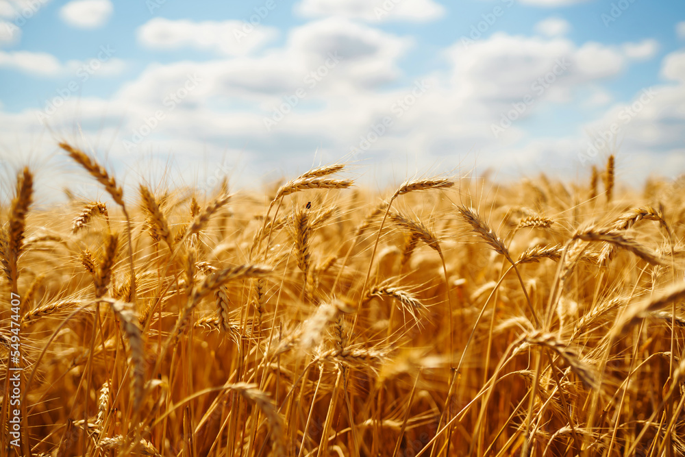 Gold wheat field. Growth nature harvest. Agriculture farm. Gold wheat field. Growth nature harvest. Agriculture farm.